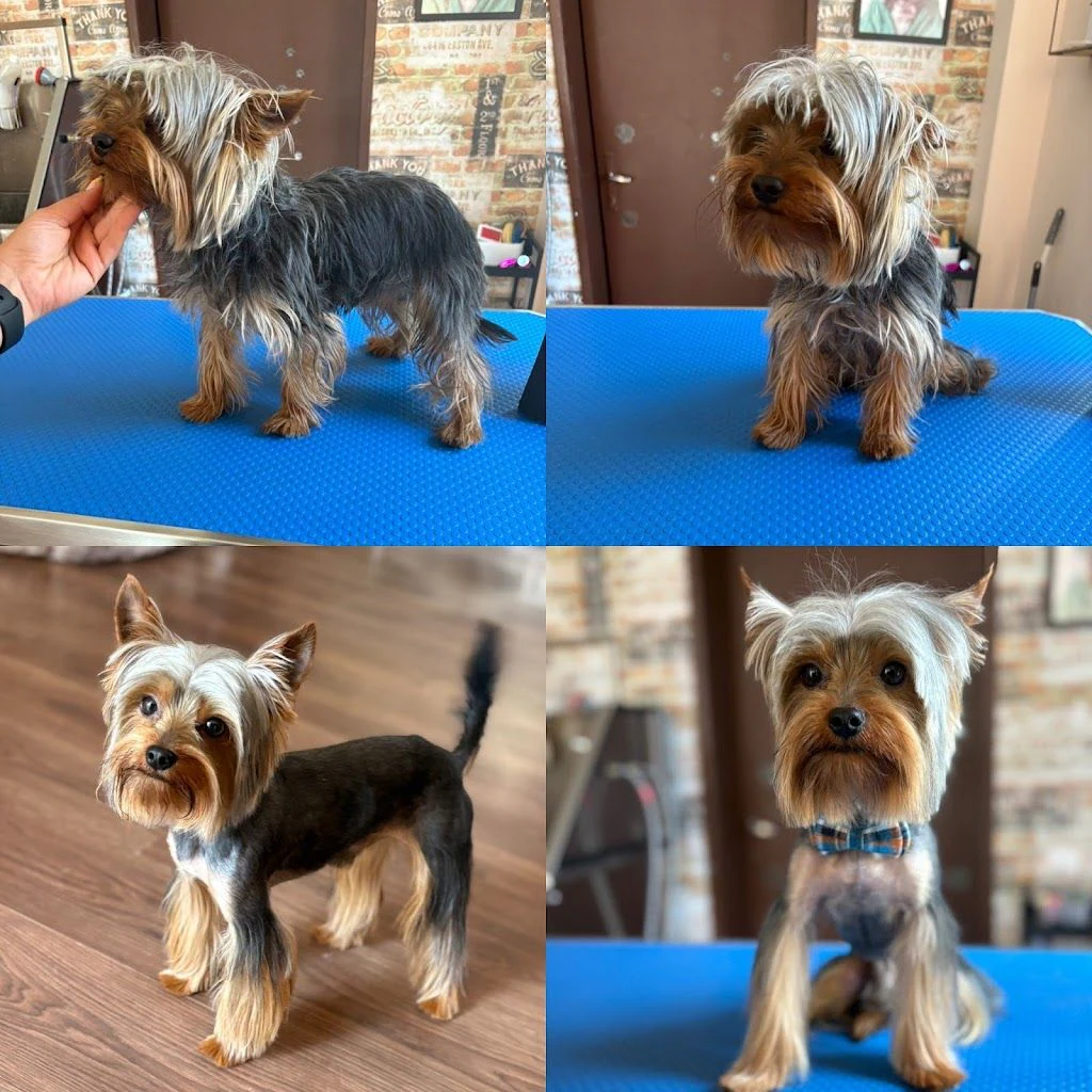Груминг салон "North Dog Grooming" — фото 4