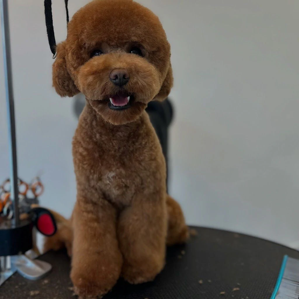 Груминг салон "Dog Stories Grooming&Spa boutique" — фото 2
