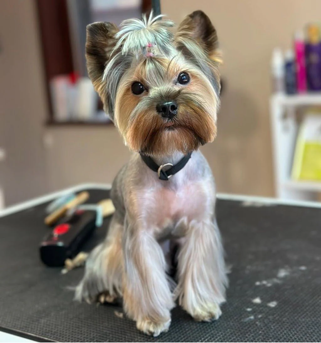 Груминг салон "Dog Stories Grooming&Spa boutique" — фото 4
