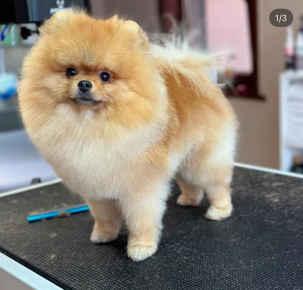 Груминг салон "Dog Stories Grooming&Spa boutique" — фото 3