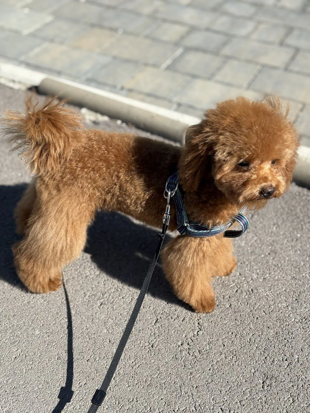 Груминг салон "Dog Stories Grooming&Spa boutique" — фото 5
