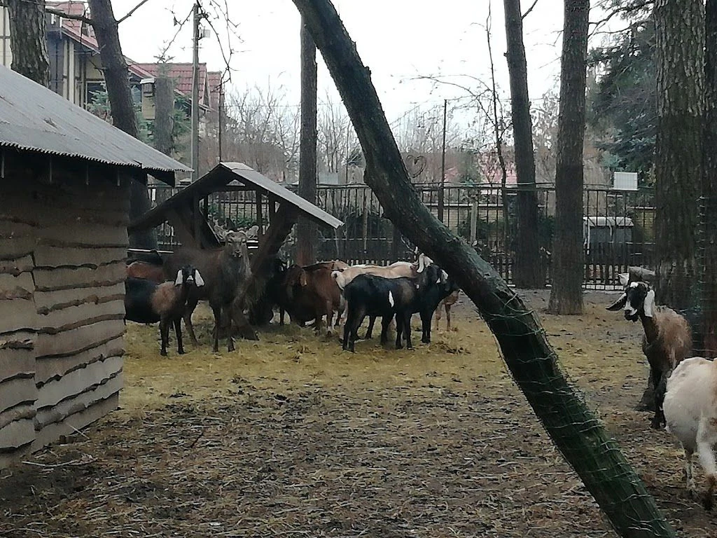 Маленький зоопарк — фото 5