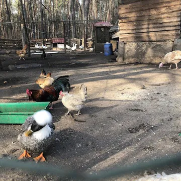 Фото бізнесу Маленький зоопарк