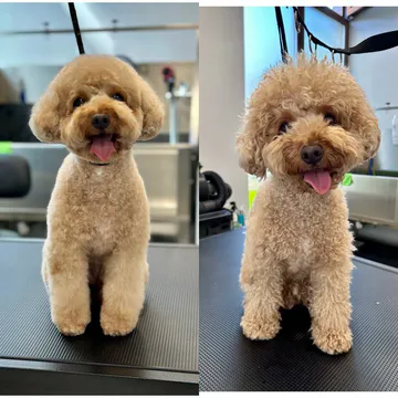 Фото бізнесу Груминг салон "Tosia Grooming Salon"