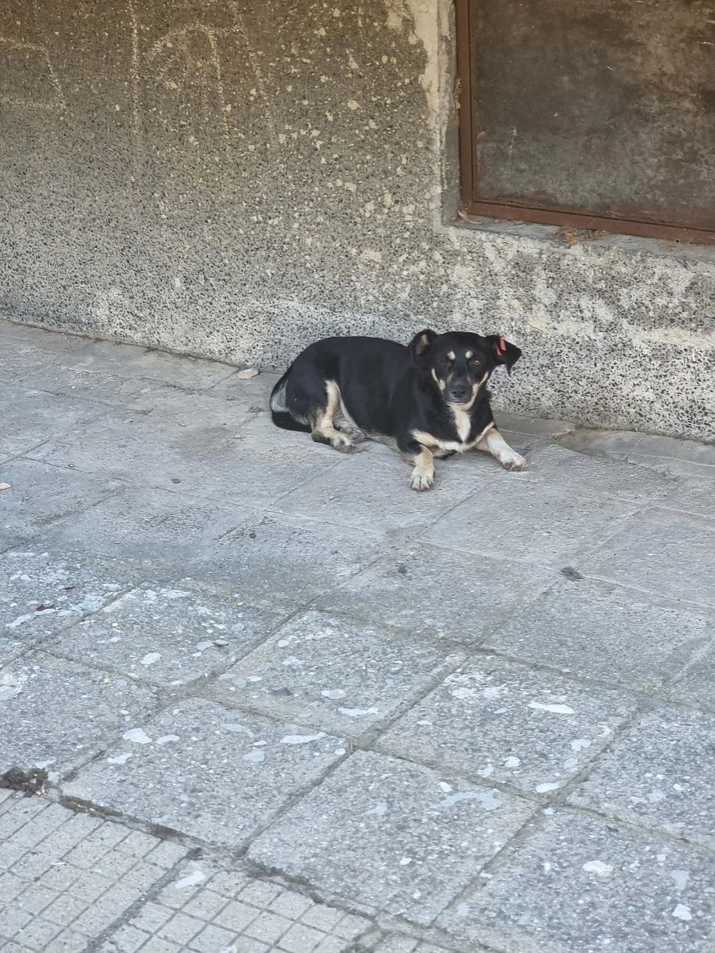 Ветеринарна клиника "Привет" — фото 2