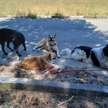 Фото бізнесу Частен приют за кучета
