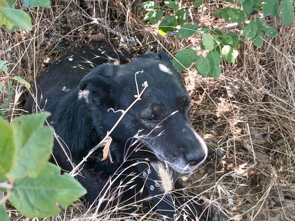 Частен приют за кучета — фото 4