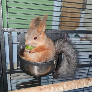 Фото бізнесу Ветеринарна клініка "Zviryatko"