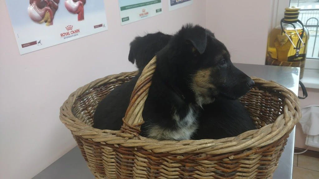 Ветеринарна клініка "Profi-VET" — фото 3