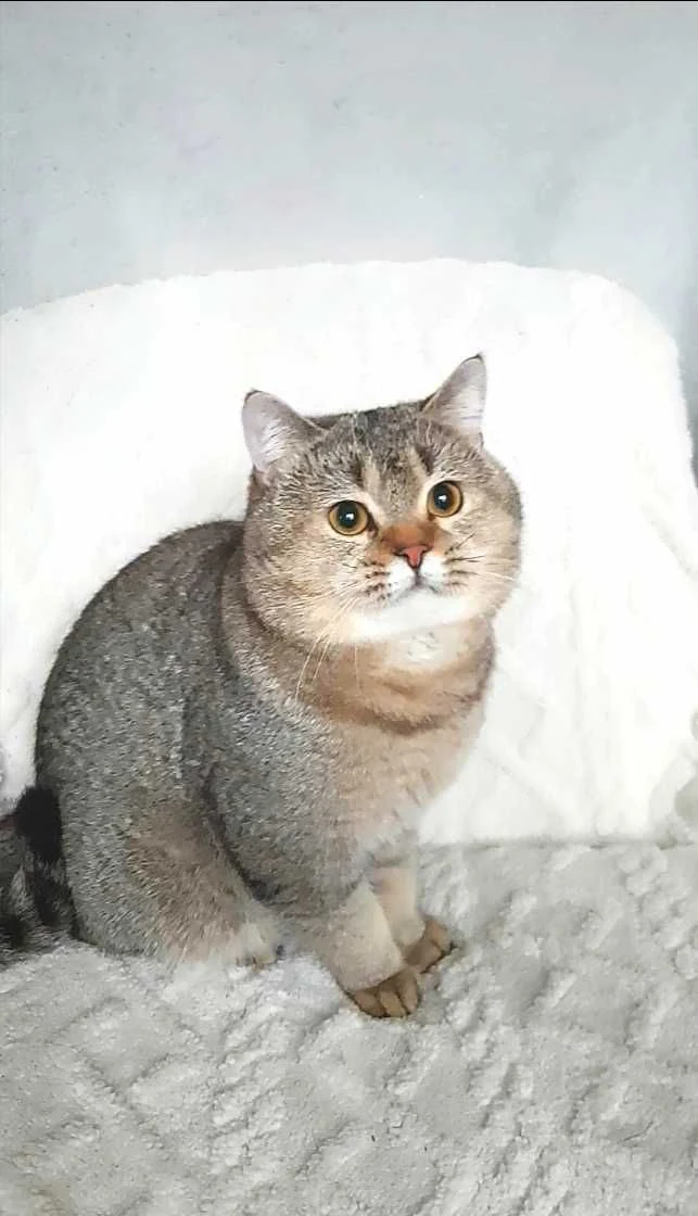 Шиншила молодий котик