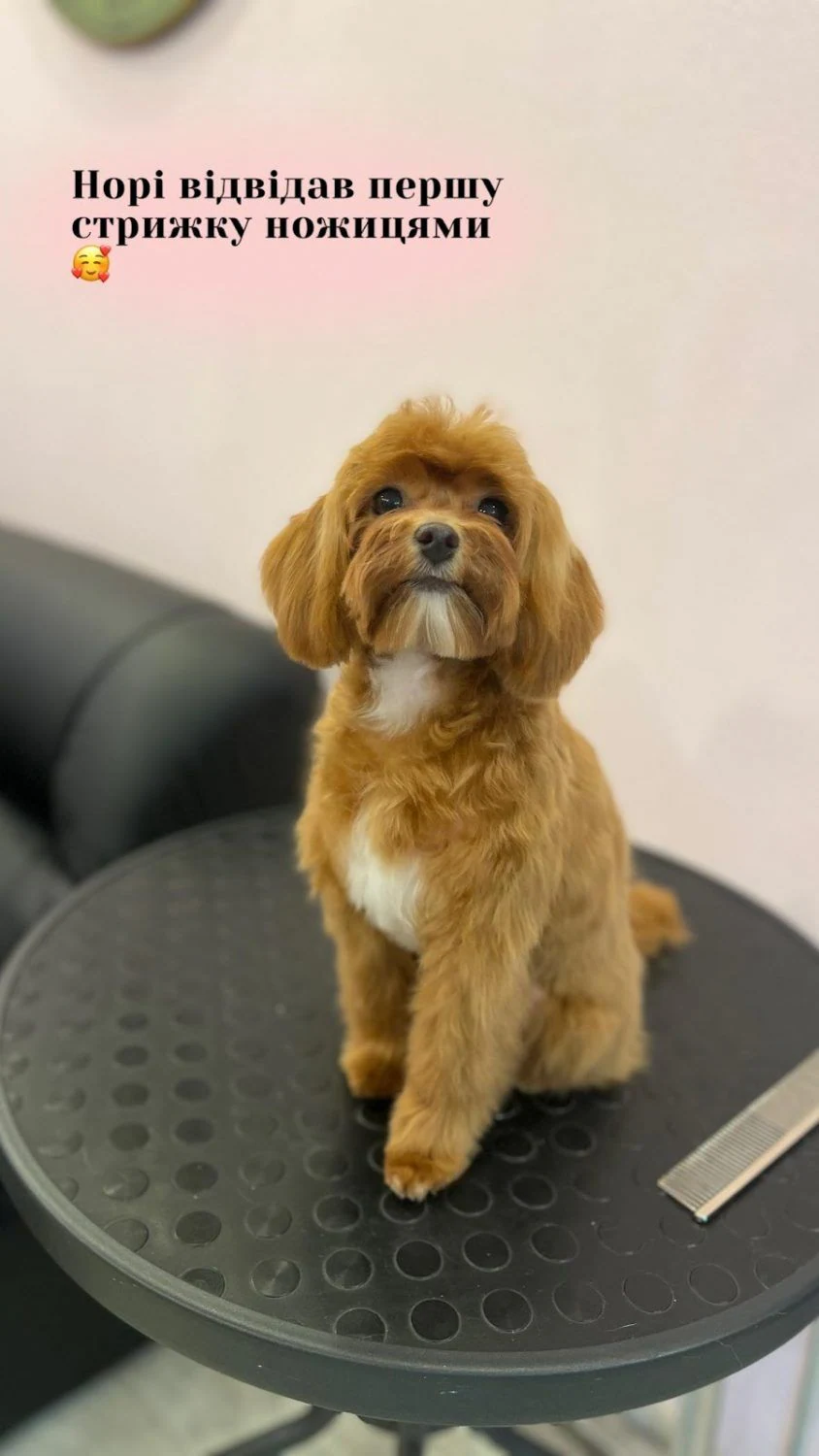 Перукарня для собак і котів "V.O.G DOG SALON" — фото 5