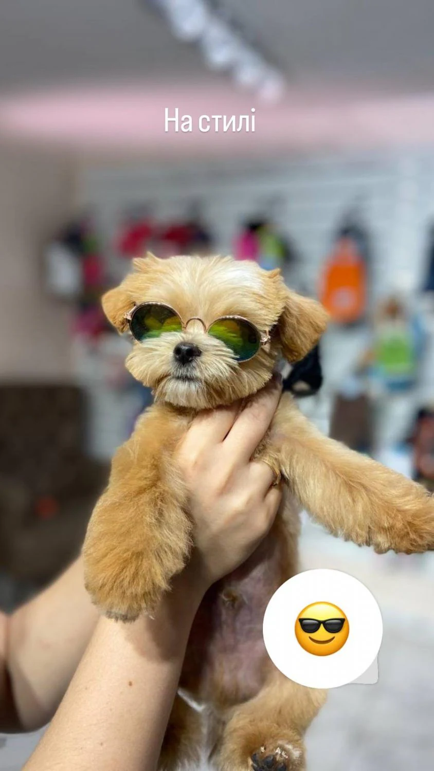 Перукарня для собак і котів "V.O.G DOG SALON" — фото 6