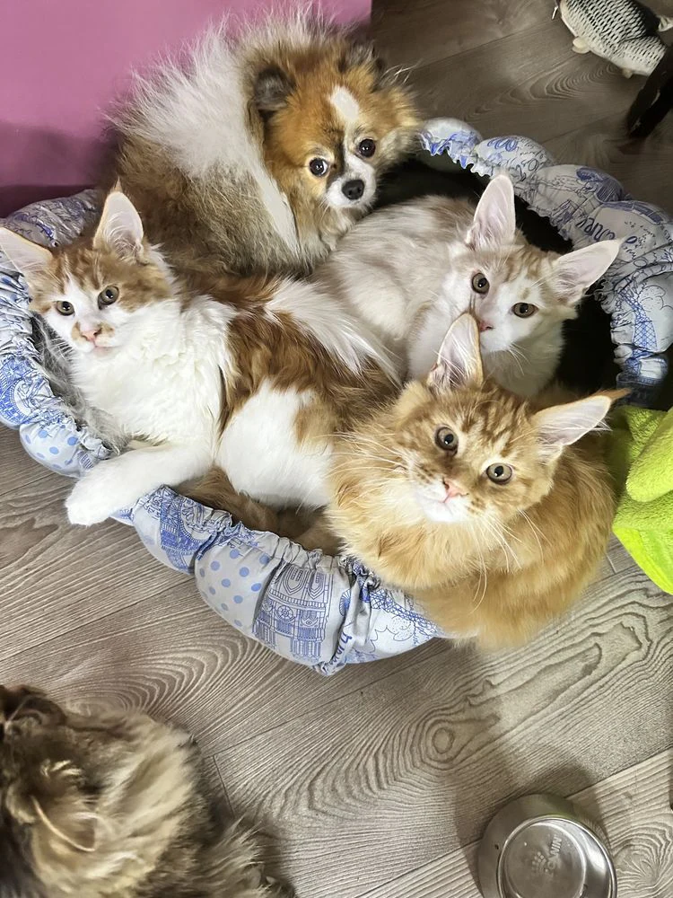 Мейн кун Львів кошенята