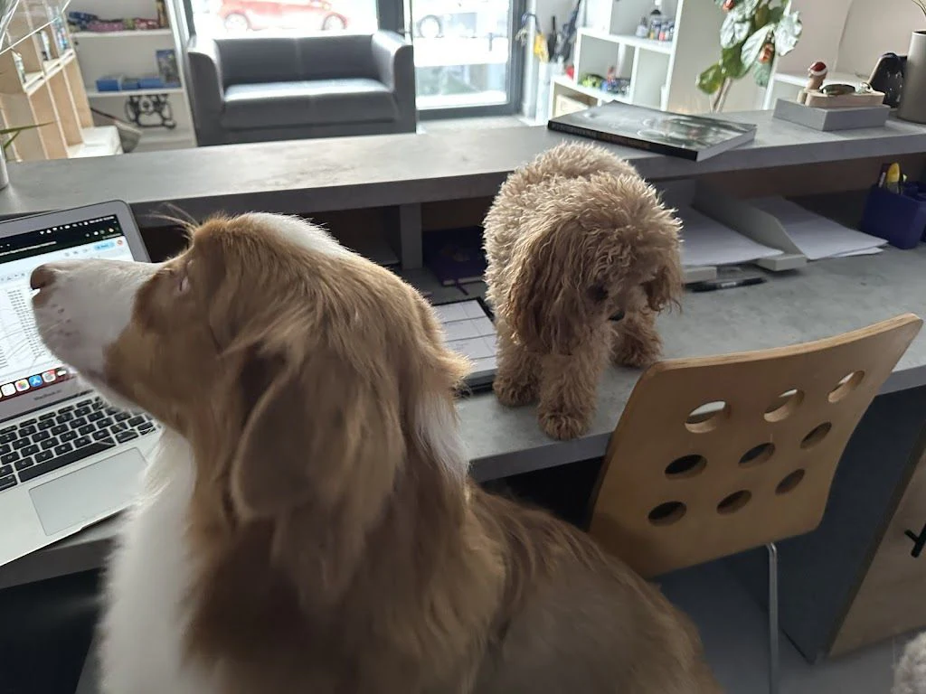 Груминг салон и обучение на кучета "SV Dog world" — фото 2