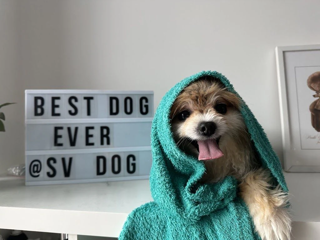 Груминг салон и обучение на кучета "SV Dog world" — фото 4