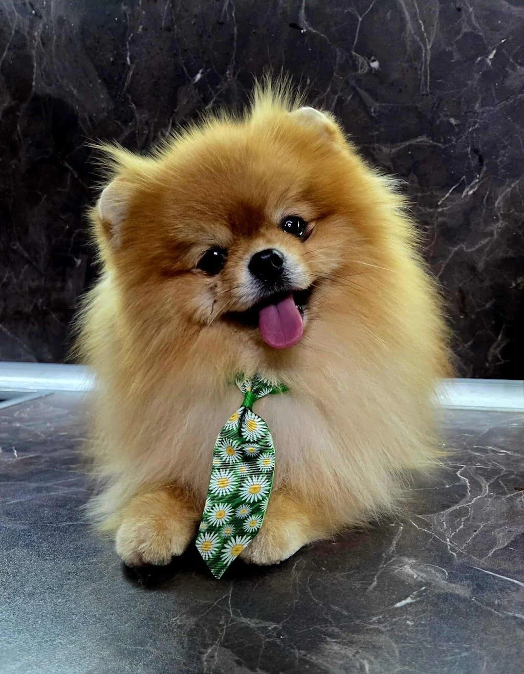 Груминг салон "Fluff & Stuff by Rossi" — фото 3