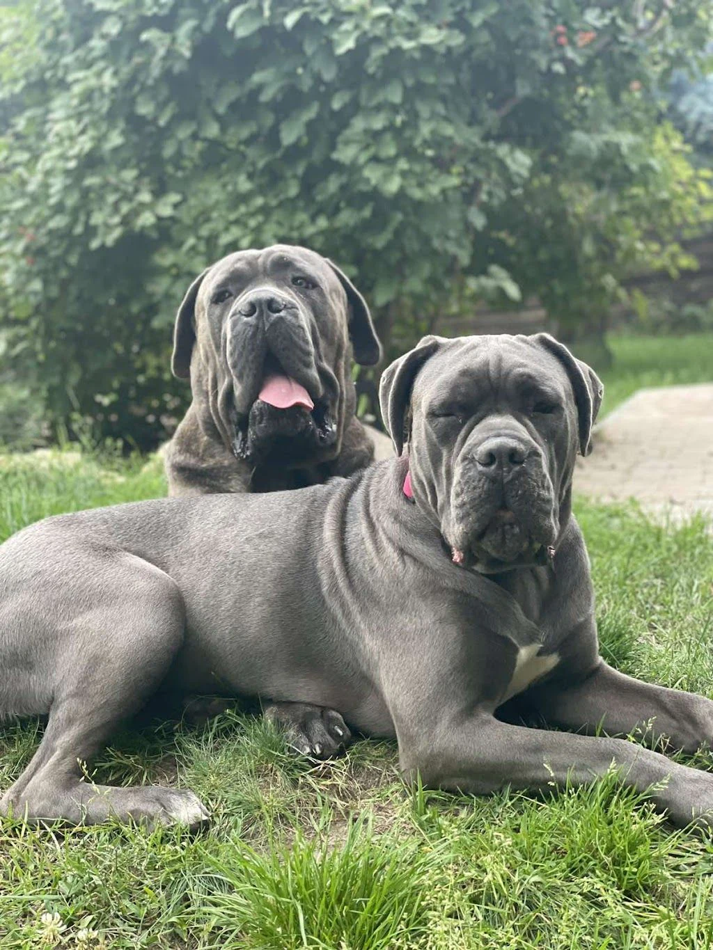 Розплідник кане корсо італьяно КСУ FCI "Dominus Dog" — фото 2