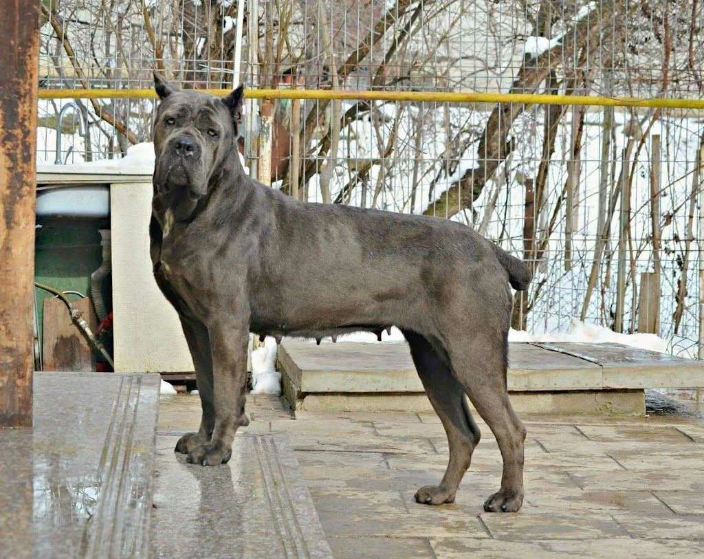 Розплідник кане корсо італьяно КСУ FCI "Dominus Dog" — фото 3