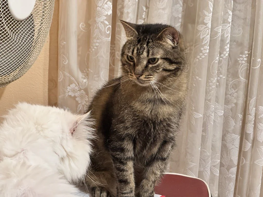 Ветеринарний центр "Vet Friend" — фото 3