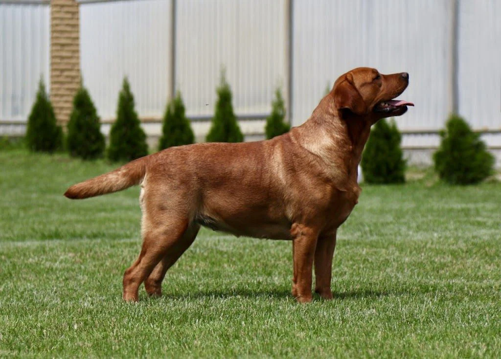 Розплідник лабрадорів "Black&Chocolate" — фото 5