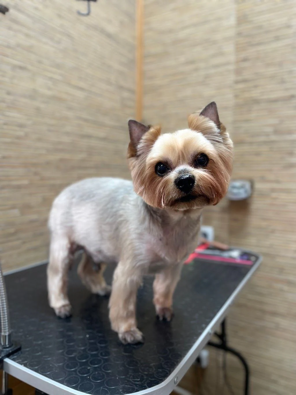 Салон для тварин «Grooming» — фото 2