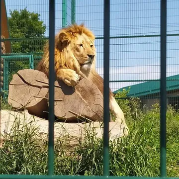 Фото бізнесу БІОпарк "Золотий фазан"
