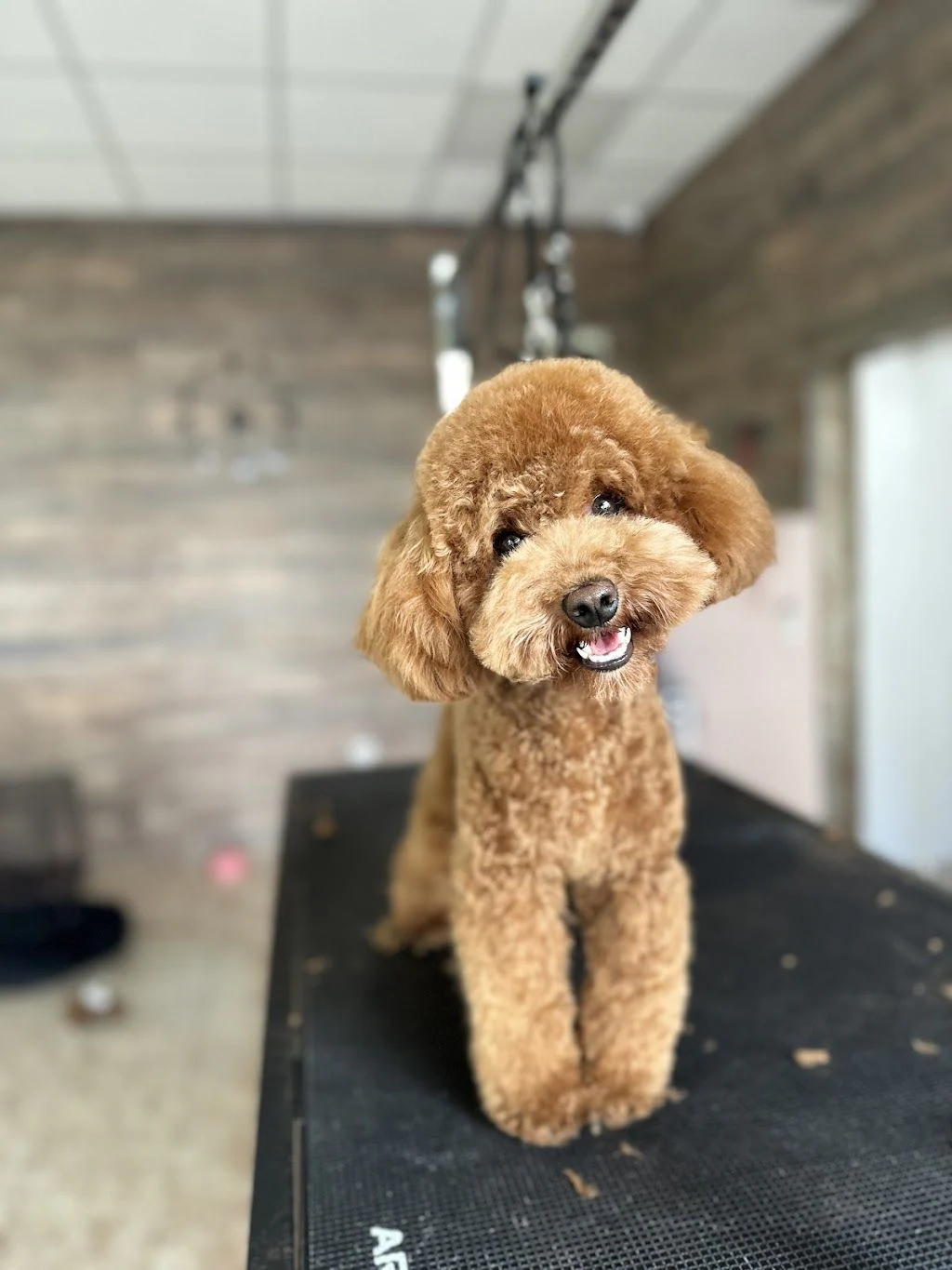Груминг салон "Furry Grooming & Care Salon" — фото 2