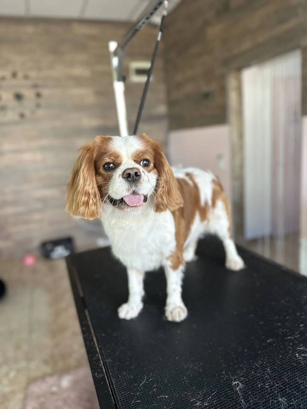 Груминг салон "Furry Grooming & Care Salon" — фото 4