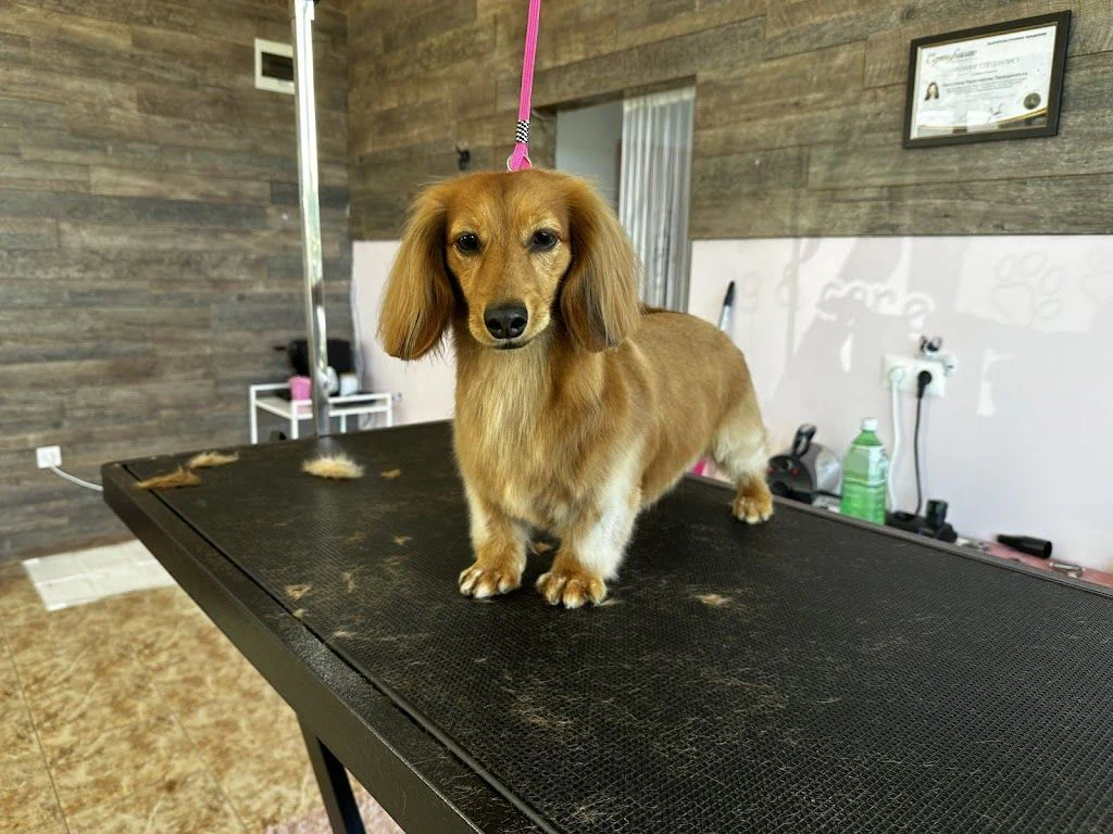 Груминг салон "Furry Grooming & Care Salon" — фото 5