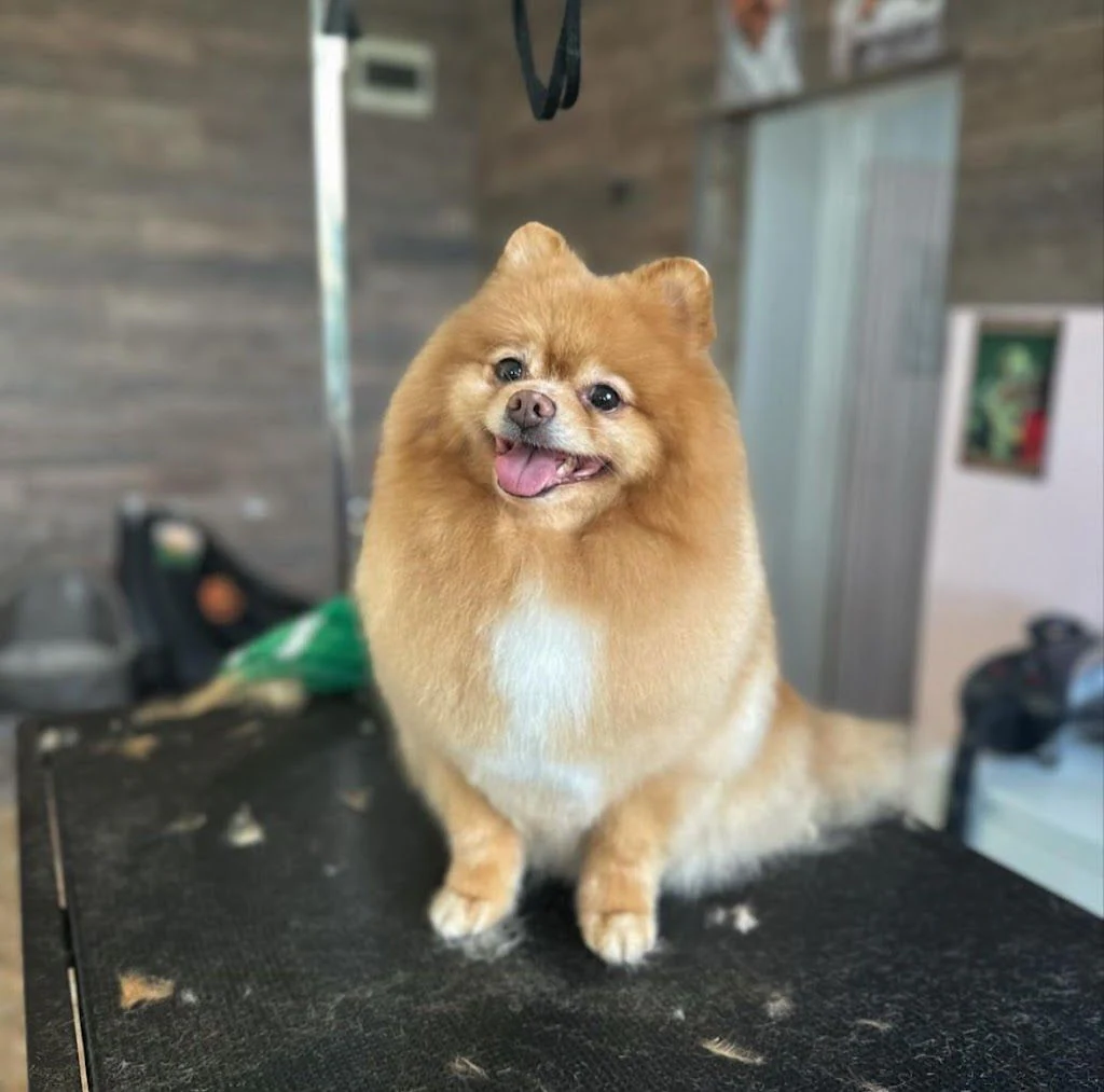 Груминг салон "Furry Grooming & Care Salon" — фото 3