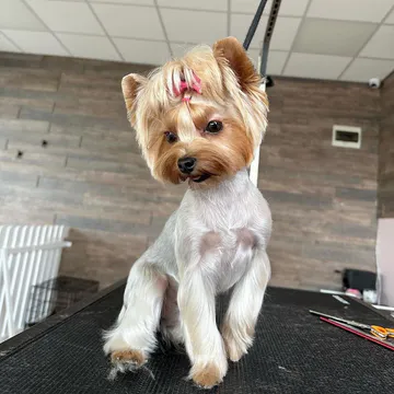 Фото бізнесу Груминг салон "Furry Grooming & Care Salon"