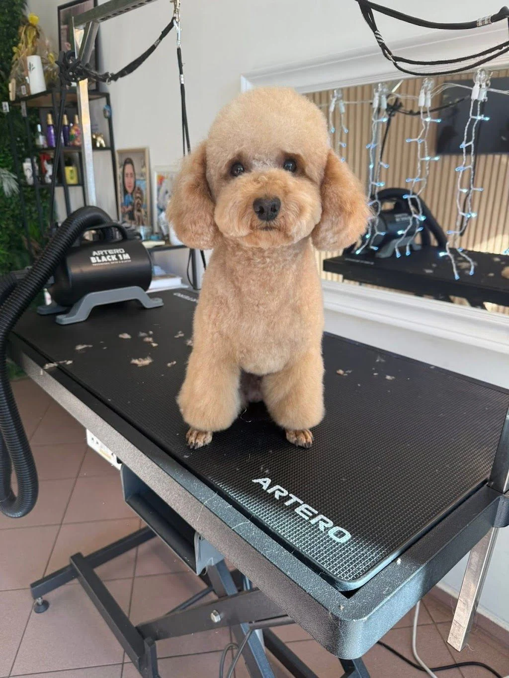 Груминг салон "Pet Paradise" — фото 2