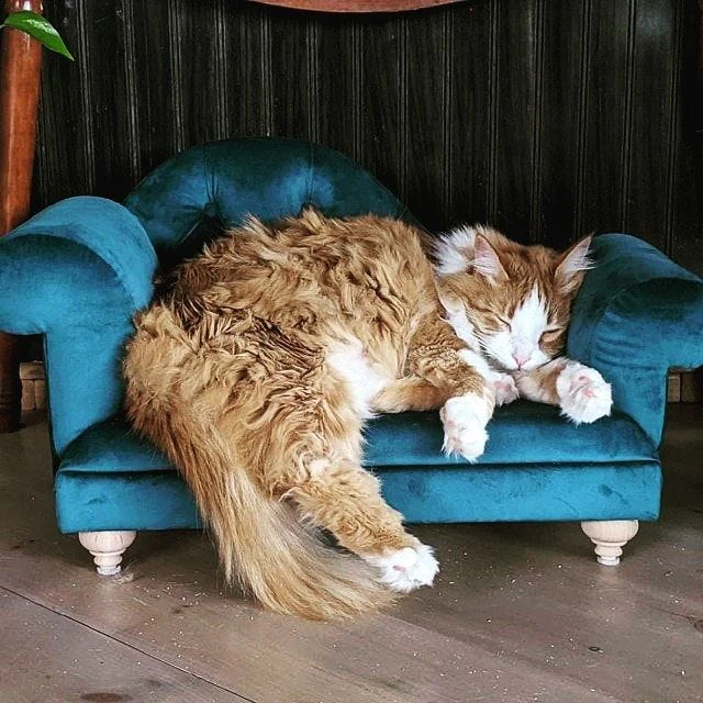 Магазин "Dog Bed & Sofa Cat" — фото 5