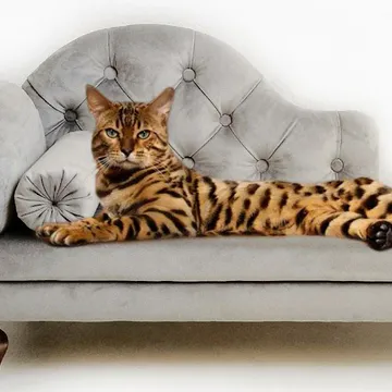 Фото бізнесу Магазин "Dog Bed & Sofa Cat"