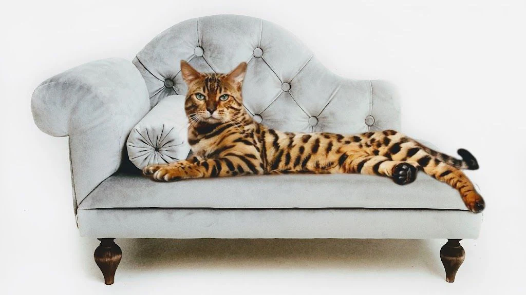 Магазин "Dog Bed & Sofa Cat" — фото 4