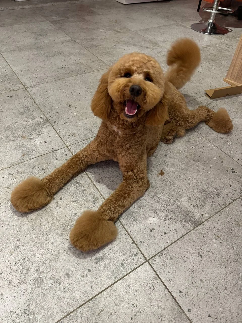 Грумінг салон "Louis Bichon" — фото 2