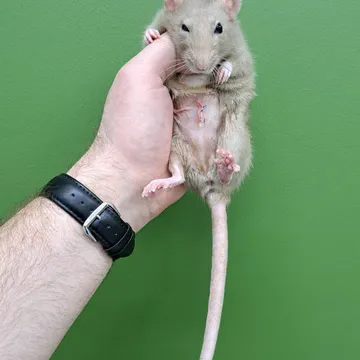 Фото бізнесу Шпиталь для екзотичних тварин "Kiwi"