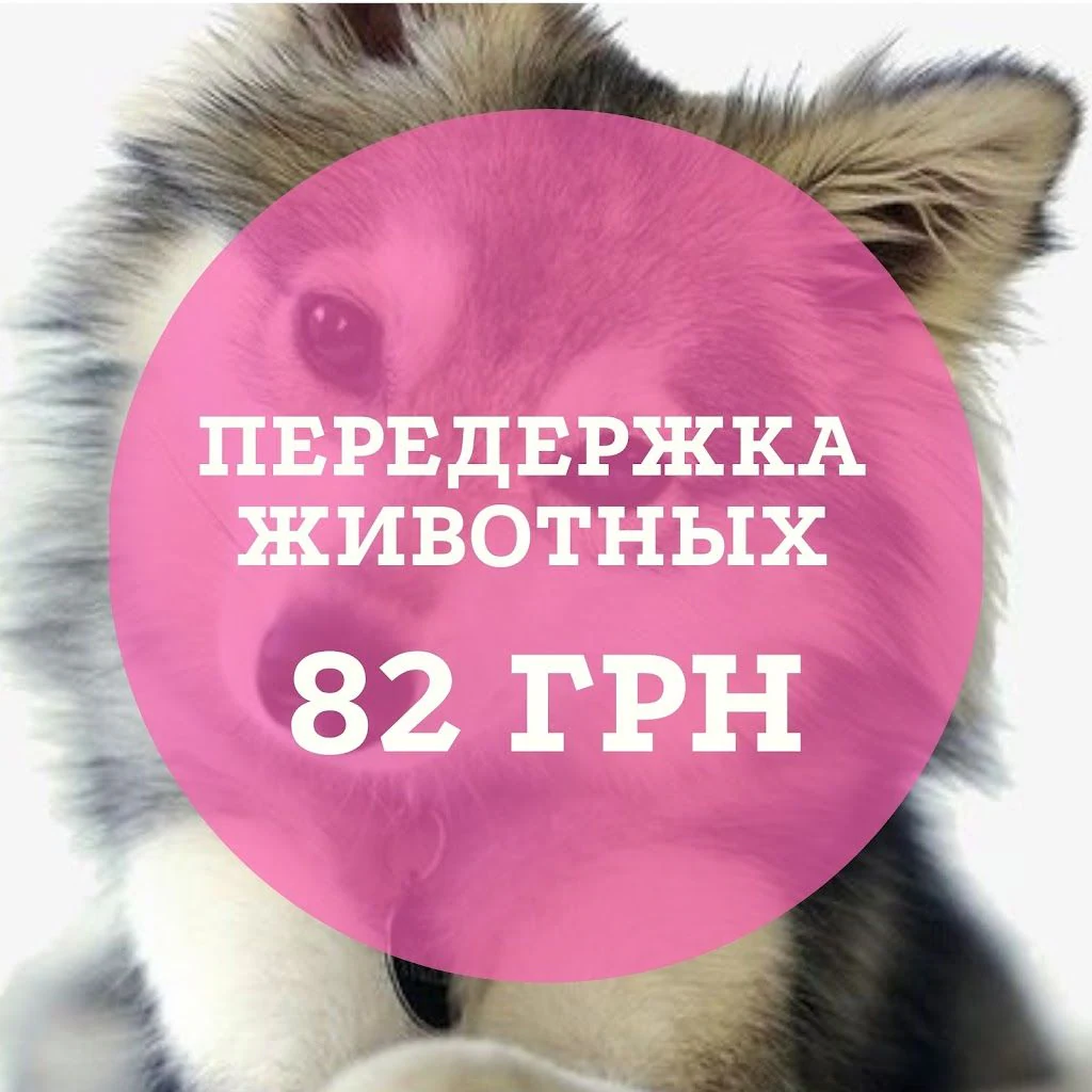 Ветеринарна клініка №1 (державна) — фото 4