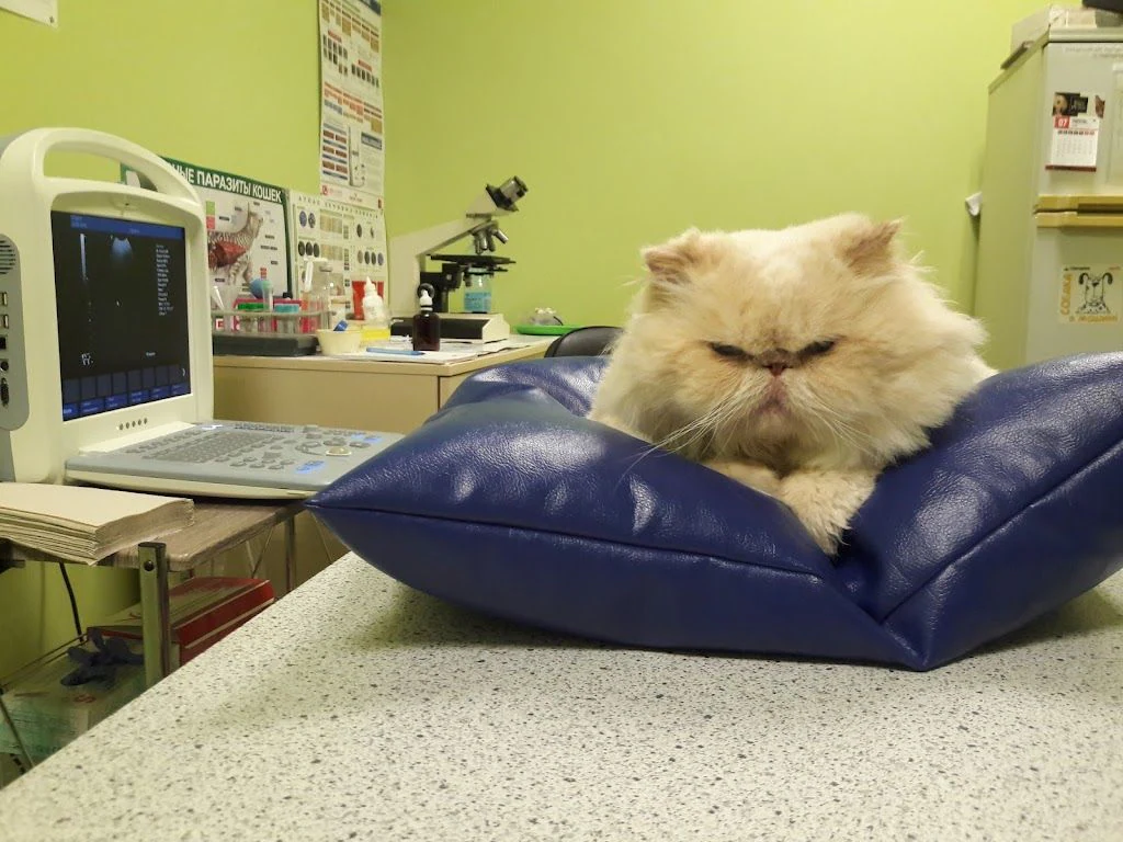 Ветеринарна клініка "SuperVet" — фото 4