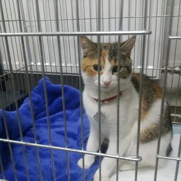 Фото бізнесу Ветеринарна амбулаторія "Healthy pets-Здорові Улюбленці"