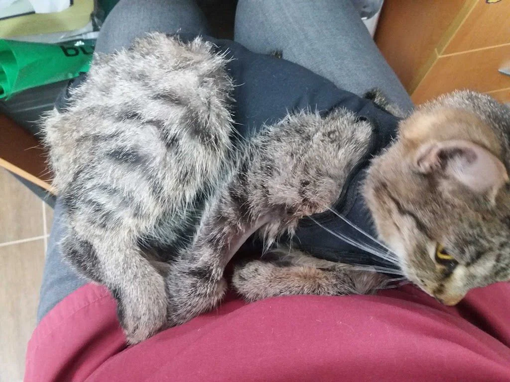 Ветеринарна амбулаторія "Healthy pets-Здорові Улюбленці" — фото 2