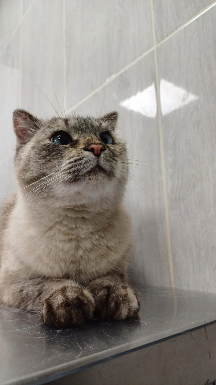 Ветеринарна амбулаторія "Healthy pets-Здорові Улюбленці" — фото 3
