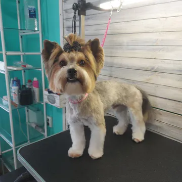 Фото бізнесу Груминг салон "Fashion dogs"