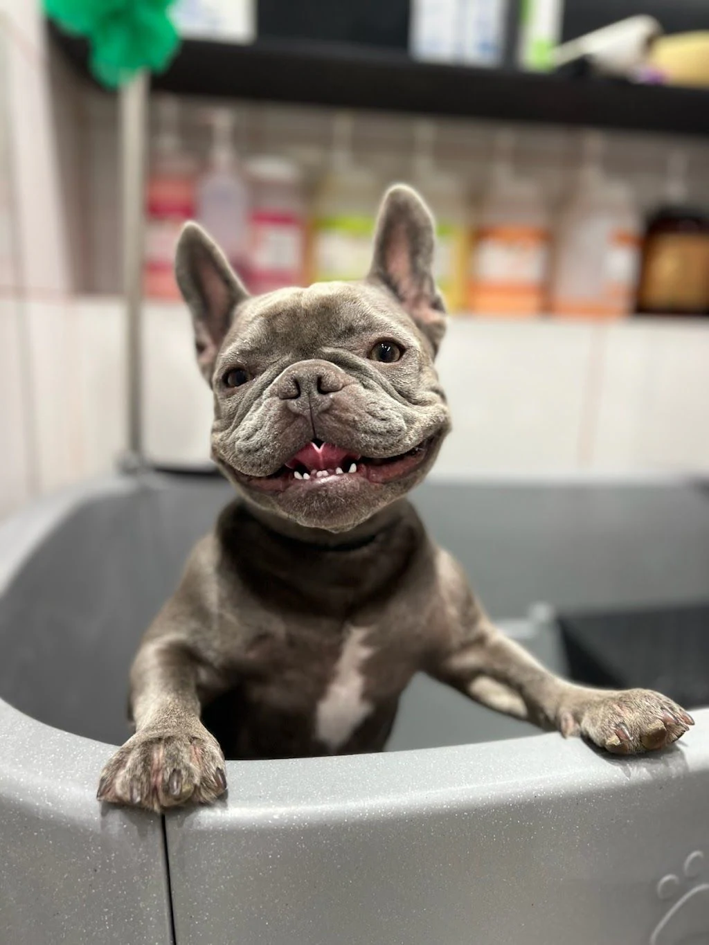 Грумінг-салон «Luma Pet Spa» — фото 4