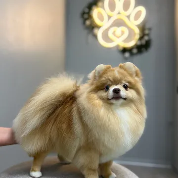 Фото бізнесу Грумінг-салон «Luma Pet Spa»