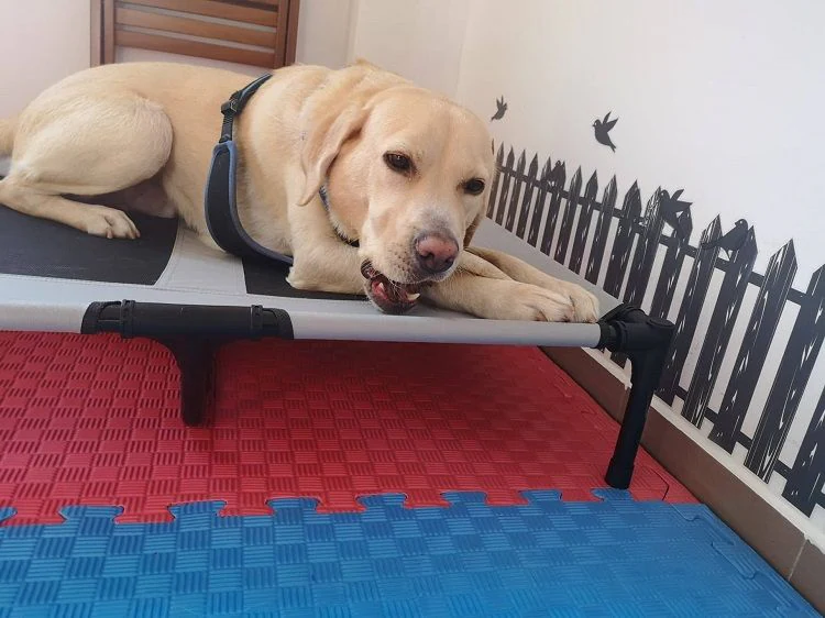 Училище за кучета и стопани "DoggoFriends" — фото 4