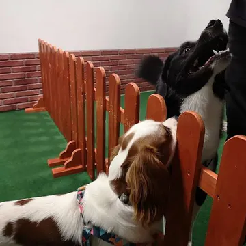 Фото бізнесу Училище за кучета и стопани "DoggoFriends"