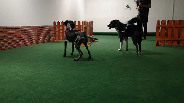 Училище за кучета и стопани "DoggoFriends" — фото 2