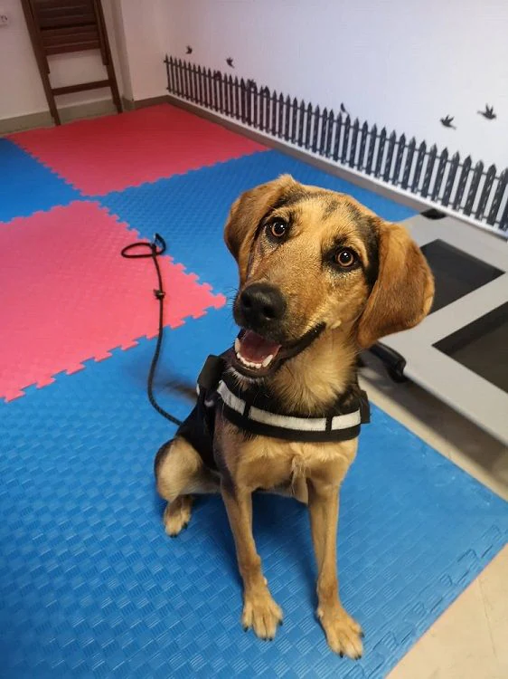 Училище за кучета и стопани "DoggoFriends" — фото 3