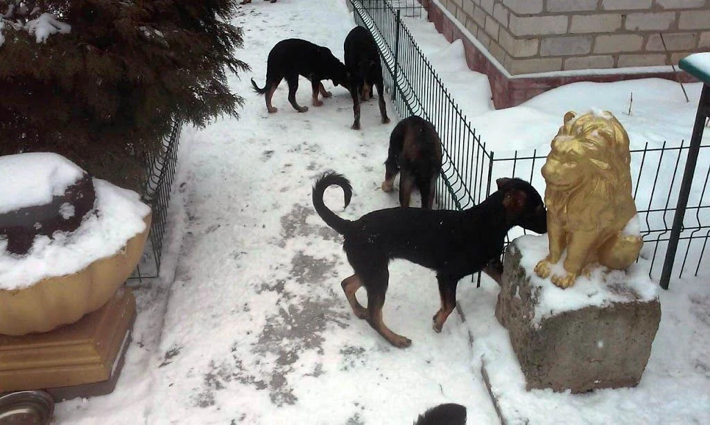 Готель для собак та котів "Пес і Кіт" — фото 4